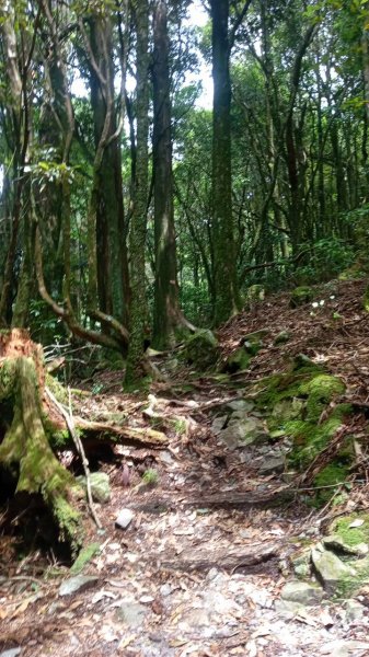 20220910稍來小雪山步道-鞍馬山支線1839351