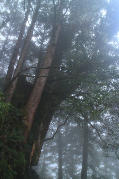 太平山見晴古道霧景濛濛 20181117469404