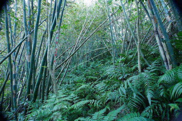 新北 三峽 內詩朗山、金平山2950930