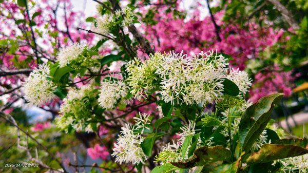 #綠繡眼 訪花 #吉野櫻 #天元宮 #楓樹湖 03162750802