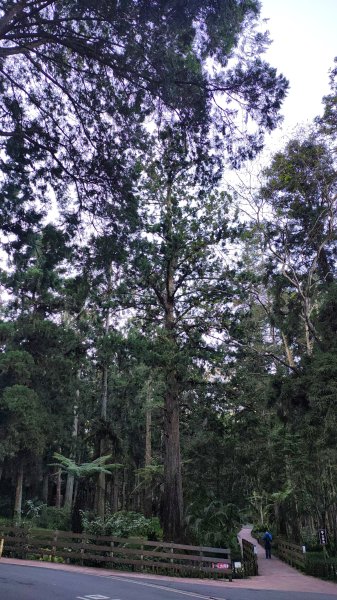 溪頭自然教育園區2938880