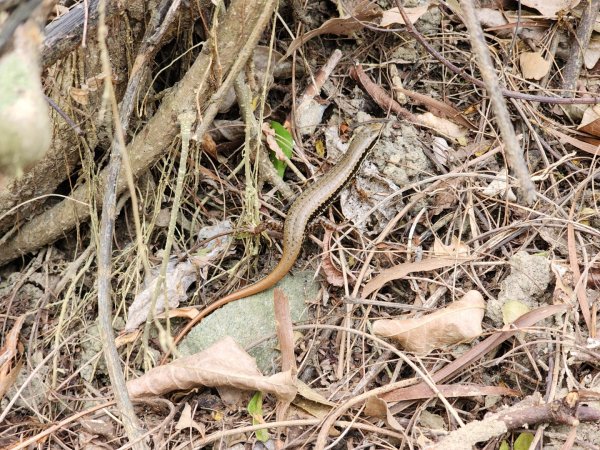 小百岳No.81⛰大山母山2776418