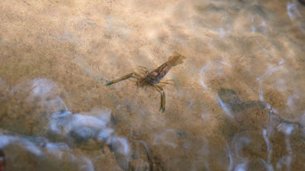 大湖尾,溪尾寮,藤寮坑古道2877528