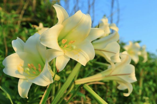 初夏北海岸的山花亂舞-麟山鼻的台灣百合125477