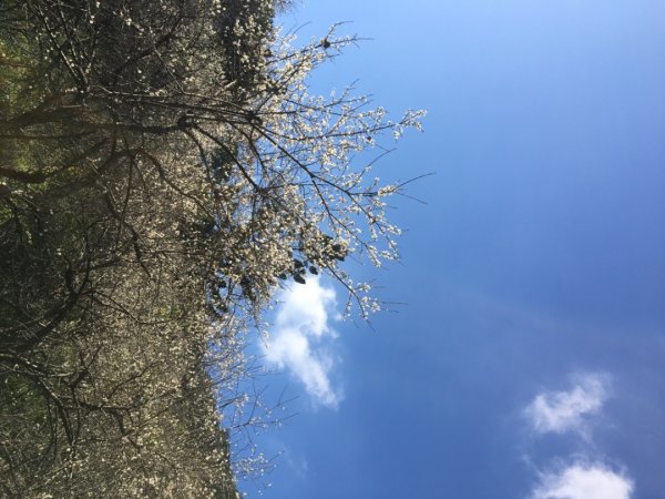 梅花撲鼻香2686620