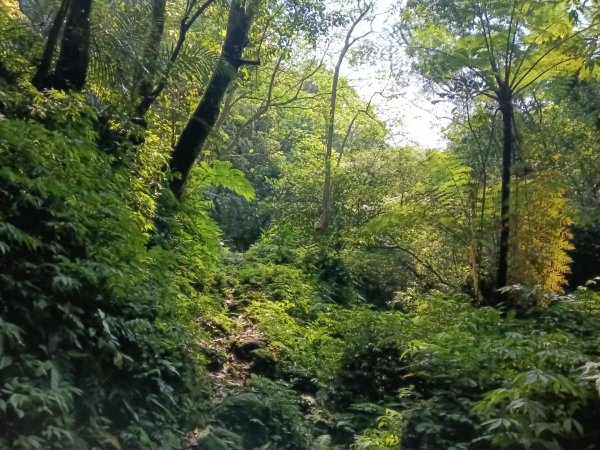 平溪區大華車站-乾坑古道石龜將軍-平湖西步道-番子坑山-平湖大厝-十分車站3037268