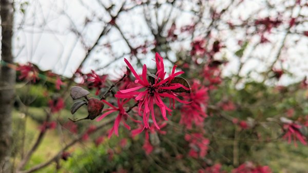 大北坑魯冰花2435739