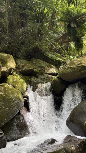 戲水（鴛鴦2786703