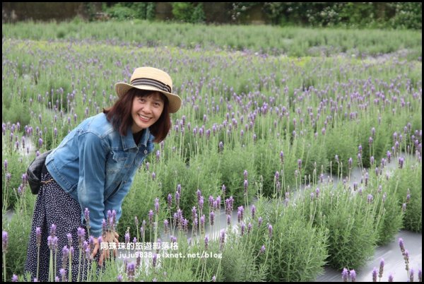 葛瑞絲香草田907810