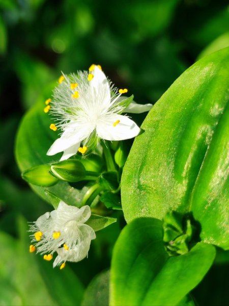 坪頂古圳-荷蘭古道-高頂北五指杏林山-石梯嶺擎天崗3026376