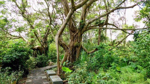 微笑山線和美山螢火蟲段2845898