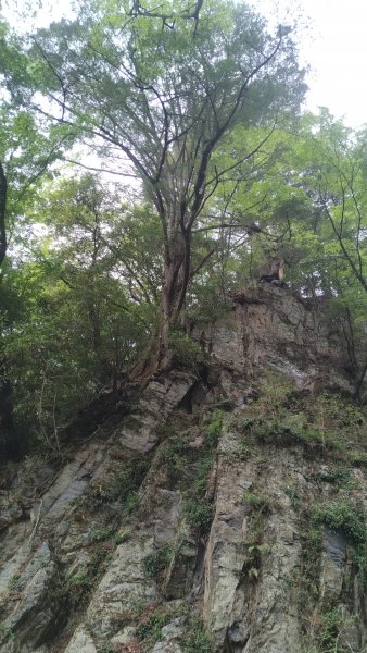 2021.4.9-10大霸群峰之大霸尖山1349331