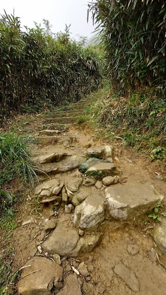 20221119-聖母登山步道（抹茶山）1929472