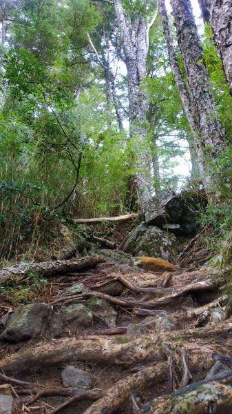 武陵四秀成兩袖(一秀加一宿)1142480