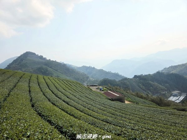 【嘉義梅山】雲嘉五連峰縱走3022289