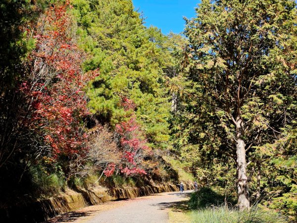 大雪山神木步道2962649