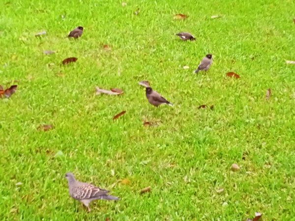 內湖大港墘公園、大湖公園 (防災公園) 【走路趣尋寶】1896637