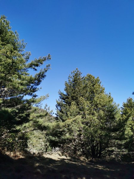 南三段縱走-百里長征在雲端-丹大東郡橫斷908882