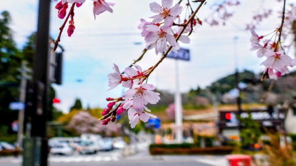宮崎高千穗峽,愛情十字海3027817