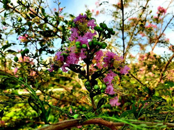 全臺齊步走｜碧潭、大安森林、大湖公園、淡水、花博、中正2230387