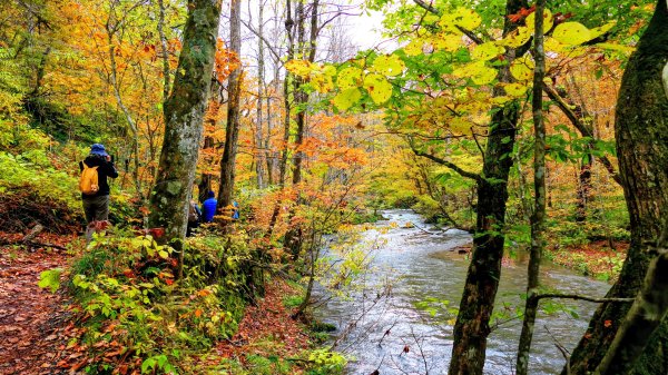 青森縣奧入瀨溪2929987