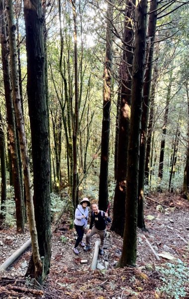 觀霧-榛山步道2926101
