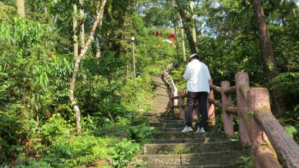《苗栗》古道柳杉｜雲洞宮鳴鳳古道南長城步道登三湖山202505022777122