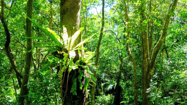 黃櫸皮寮山2898315