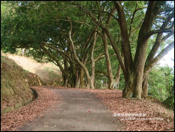 南投。日月潭向山自行車道繽紛落羽松。貓囒山浪漫紅葉步道504384