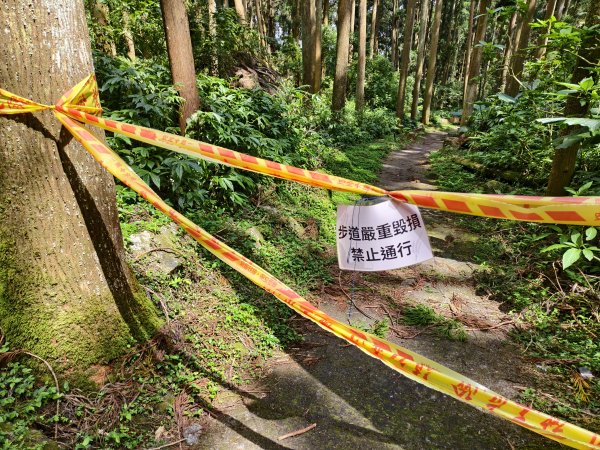 [百山百鳥尋旅-05/15] 2025_0830 溪頭賞鳥步道_銀杏步道2875545