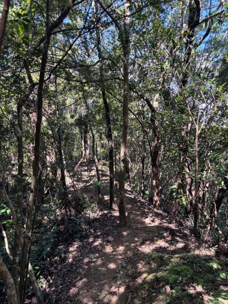 五分山系-望古瀑布段2896306