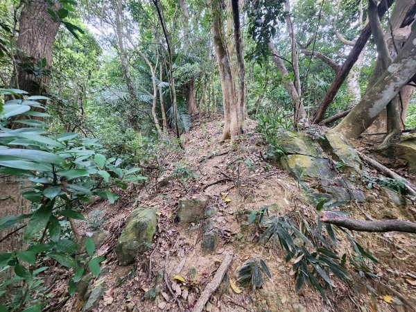 20250329東坑山八角崠山打鹿坑山2798877