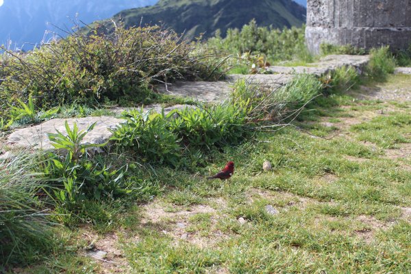 20200625南投合歡主峰1020312