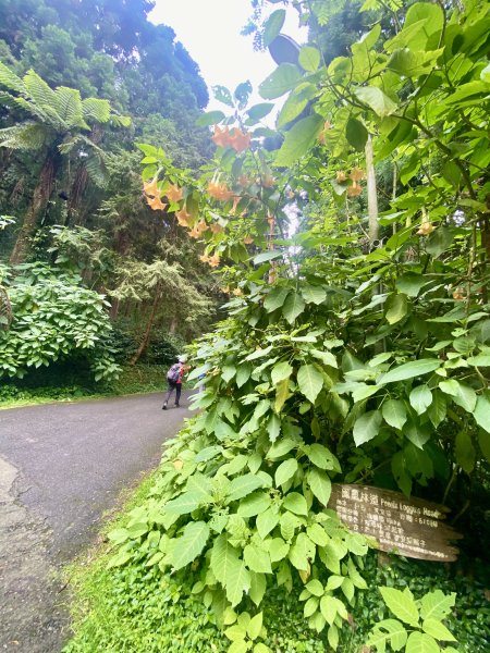 溪頭散步悠遊    2024.5.202517699