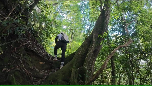 阿里山頂湖三連峰:天福山、芙蓉山、凸龜山2810088
