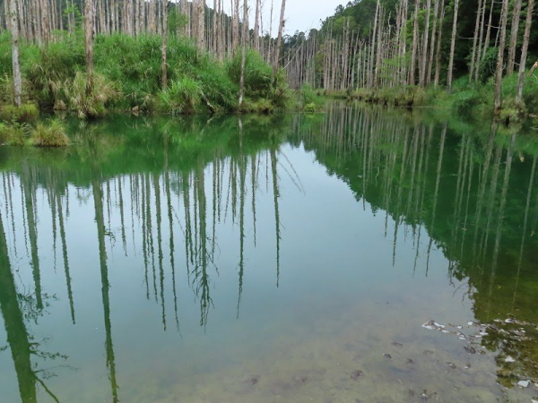 豐阿O縱 之 松山~水漾森林