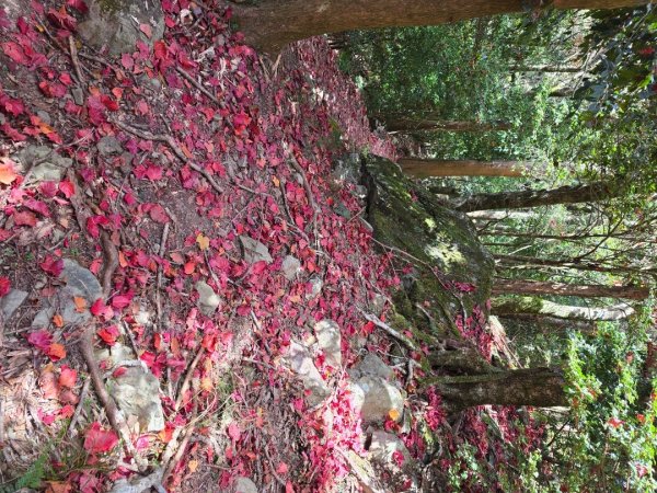 鳶嘴稍來山之楓紅／雲海2974030