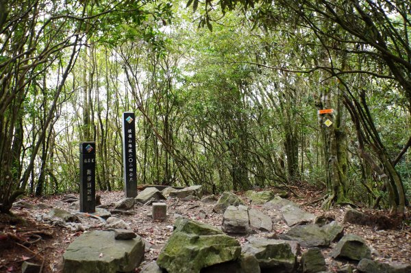 臺中 和平 橫嶺山、沙蓮山、笛吹山2974932