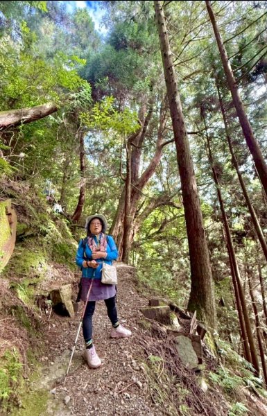 觀霧-檜山巨木群步道2927354