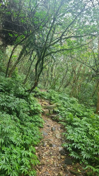 2025-01232淡蘭古道北二段(燦光寮古道到澳底)2696577