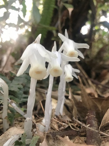 ~  水社大山登山步道  ~封面