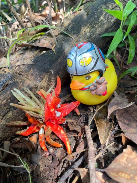 銀河洞越嶺貓空-新高麗坑山-銀獅縱走-猴山岳群峰+三條魚縱走2998284