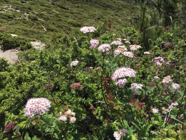 1090702合歡山北峰1037113