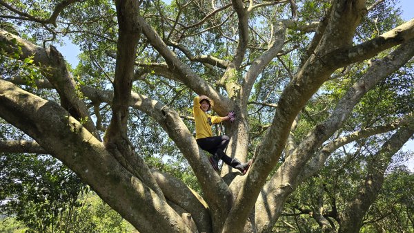 2025桐花大爆發，台灣最大的賞桐花景點，土城桐花公園、天上山及火焰山的桐花大爆發2776461