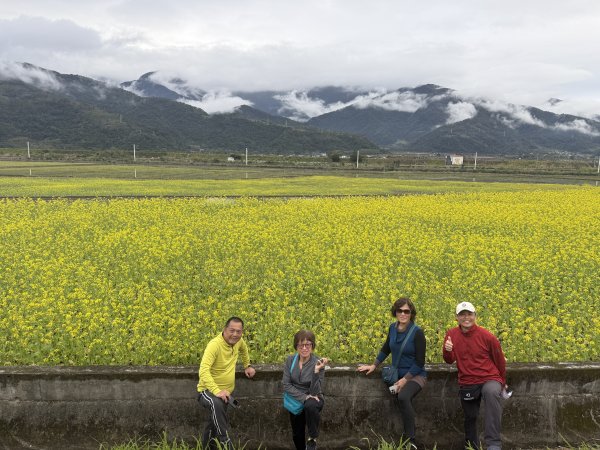 富里油菜花2704811