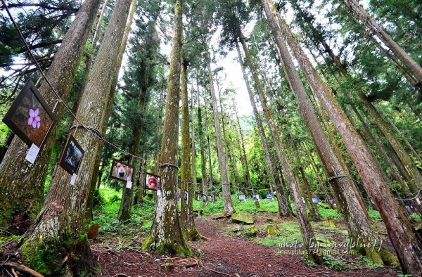 【新竹】鎮西堡巨木群步道(上)-走向巨木的國度.順訪新光國小森林教室