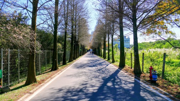 落羽松大道,龍潭大池2976178