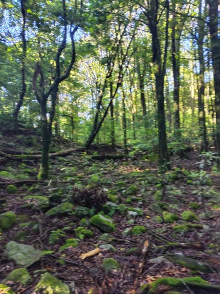 稍來小雪山國家步道、船型山、鞍馬山、鞍馬山東北峰、天池、雪山神木2799816