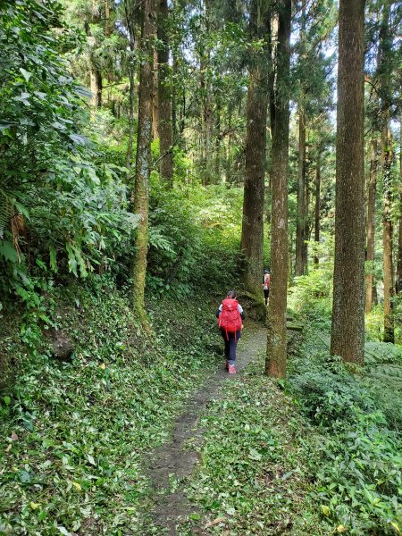 【嘉義|大凍山】多林-頂湖走1010180