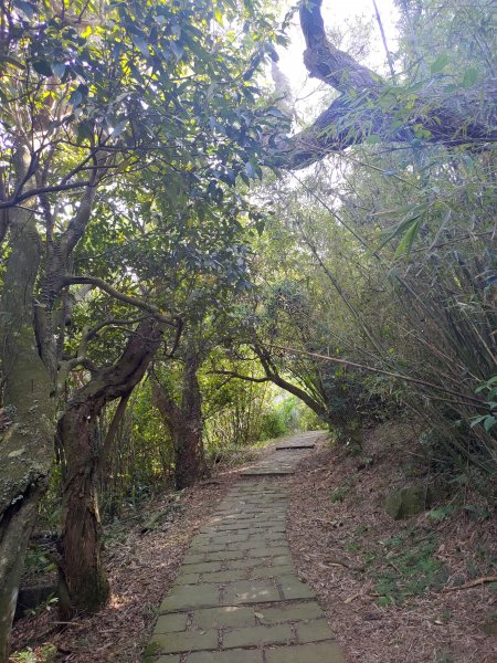 中正山步道-竹子湖來回1361709
